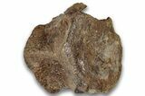 Fossil Dinosaur (Triceratops) Caudal Vertebra - Montana #324149-1
